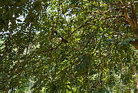 FBA0654 Quiscalus mexicanus.jpg