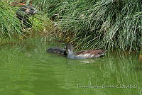 PRB0252 Gallinula galeata.jpg