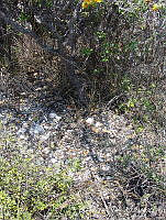 OTVHK040-887 Senna unijuga como nodriza de Mammillaria napina.TIF