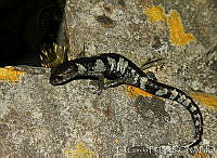 EGP0325 Aquiloeurycea scandens.jpg