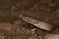 MASM01914 Hypsiglena sp..jpg