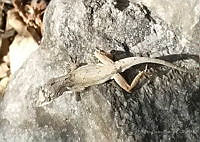 RCF0003 Anolis nebulosus.jpg