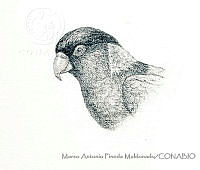 MAPM1123 Phigys solitarius.jpg