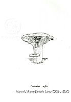 MARL0379 Lactarius rufus.jpg