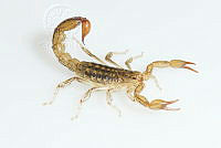 MASM07739 Mesomexovis oaxaca.jpg