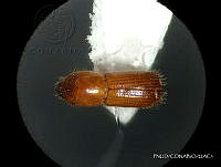 WR012 235 Xyleborus affinis.jpg