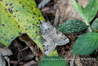 ZAPF0274 Lepidoptera.jpg