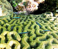 BDP0010 Elacatinus oceanops.jpg