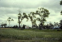 2968 Populus fremontii ssp. mesetae.jpg
