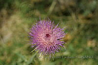 JJSE0122 Cirsium neomexicanum.JPG