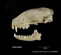LESS 0261 Mephitis macroura macroura.JPG