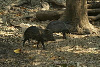 MASM05007 Pecari tajacu.jpg