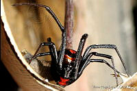 VHL0093 Latrodectus mactans.jpg