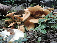 BPN001 Clitocybe sp..jpg
