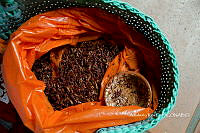 3R00698 Sphenarium purpurascens.jpg