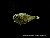 CICIMAR0036 Argyropelecus affinis.jpg
