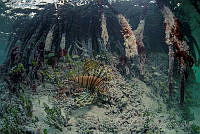 OAO0324 Pterois volitans.jpg
