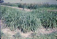 FGM3566 Panicum maximum.JPG