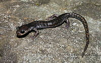 RACA 0008 Pseudoeurycea melanomolga.JPG