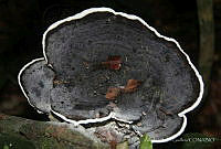 AGG001 Trametes versicolor.jpg