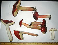 RGO0294 Russula americana.JPG