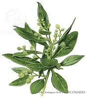 ADDLT0013 Conocarpus erectus.JPG
