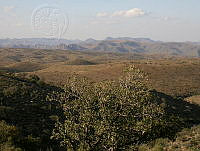 MGvarios37 Chihuahua.jpg