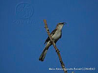 MAGB 0031 Mimus polyglottos.JPG