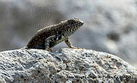 AAKVDH 0285 Sceloporus nelsoni.JPG