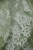 ARL00174 Dactylopius coccus.jpg