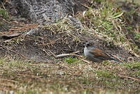 IMDOC0376 Junco phaeonotus.jpg