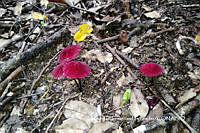 MN6PyH0067 Marasmius haematocephalus.jpg