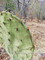 RG016 0513 Opuntia bensonii.jpg