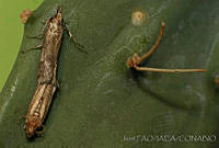 OIEA0006 Cactoblastis cactorum.jpg