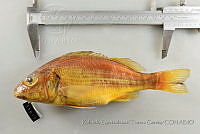 RQTG1388 Haemulopsis axillaris.jpg