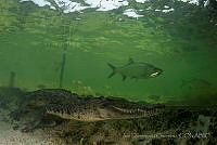 IDG0574 Crocodylus acutus, Megalops atlanticus.jpg