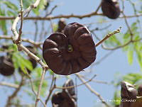 OTVHK040-492 Enterolobium cyclocarpum.TIF