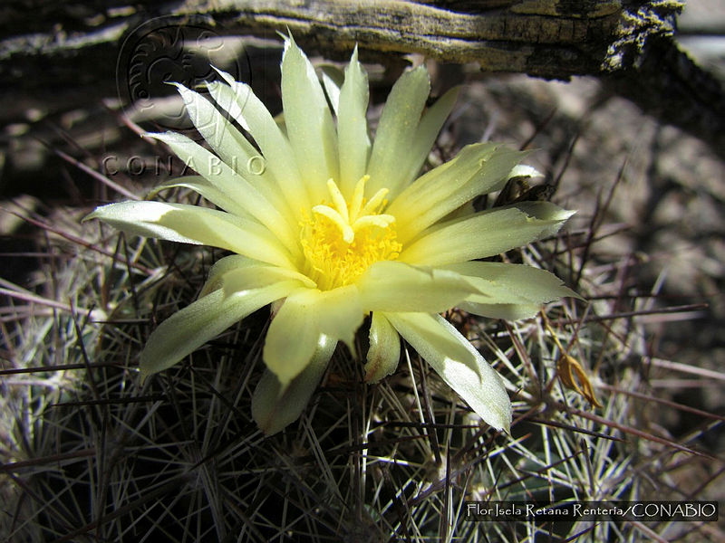 FIRR0013%20Coryphantha%20delaetiana.JPG.nyed sD1MaXrJ6thQA3g0JtbmFja29CbnFuZ3NAbXJ6LGtwZwA.wFc6OTIgxM
