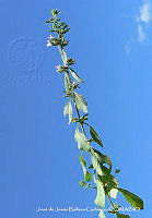 JJBC0325 Loeselia pumila.JPG