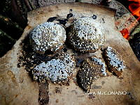 ZG009 125 Apis mellifera.jpg