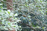 LEMH035 Colaptes rubiginosus.JPG