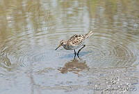 MGaves 1420 Calidris melanotos.jpg