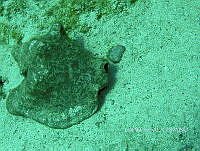 NE018 0457 Lobatus gigas.jpg