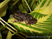 AMA0127 Smilisca baudinii.jpg