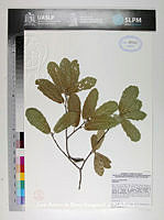 JAdNV0374 Quercus candicans.JPG
