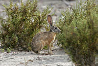 CNS0504 Lepus californicus.jpg