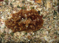 CMGV0113 Pleurobranchus areolatus.jpg