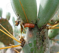 JF15 Cactoblastis cactorum.jpg