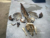 NBA0024 Phocoena sinus.jpg