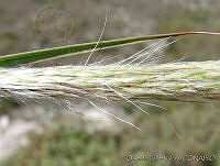 OTV4663 Muhlenbergia sp..jpg